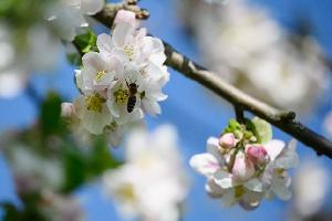 Karlsruhe: Bienen und Streuobstwiesen